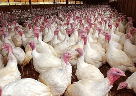 One of the senate candidate's 26 turkey farms.